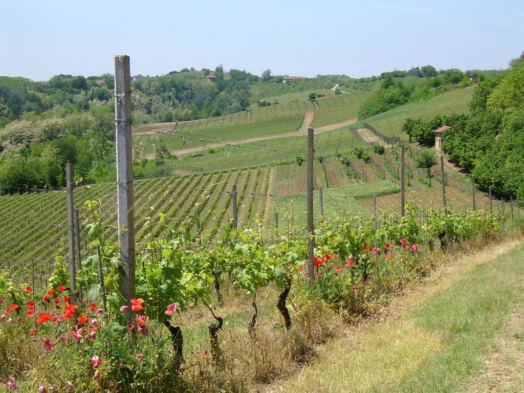 Вілла Cascina Rollone Rocchetta Tanaro Екстер'єр фото